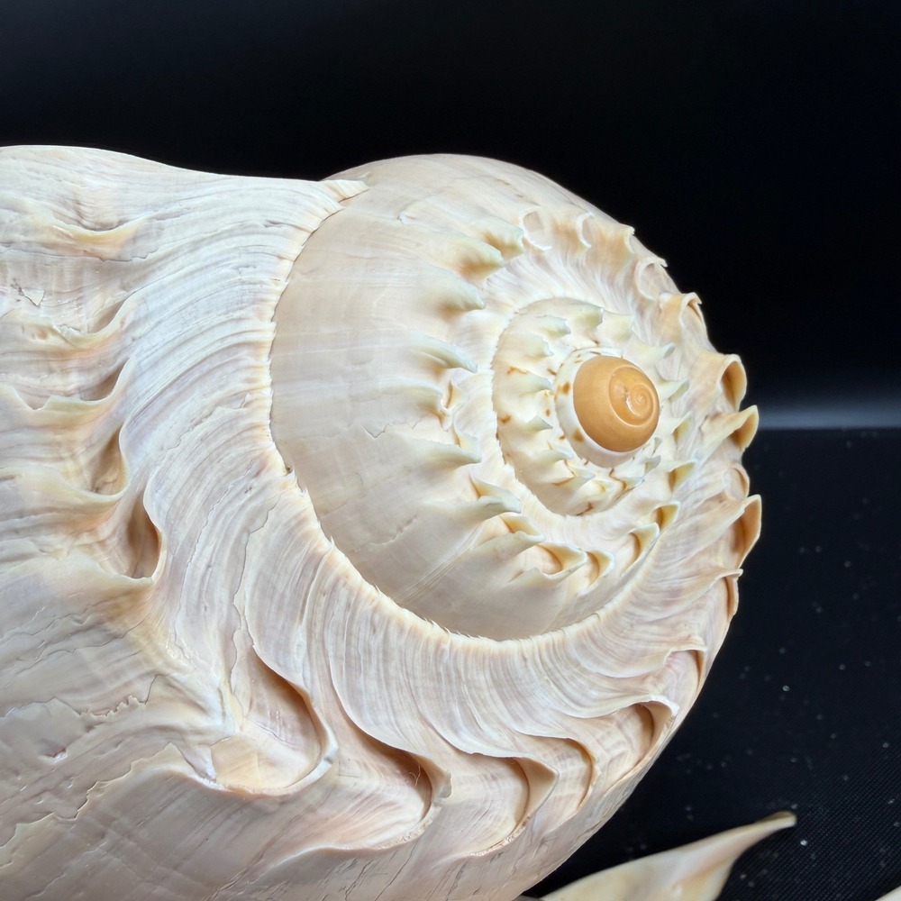Vintage Hand Carved Conch Shell Bowl Set 9 Dishes Servers Coastal w Utensils - Picture 2 of 16